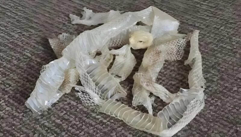 Terrifying discovery – I found some strange, translucent pieces in my apartment. Beware, here is what it really was…
