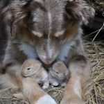 A Mother’s Instinct: When My Dog Adopted Another Species