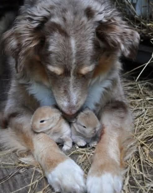 A Mother’s Instinct: When My Dog Adopted Another Species