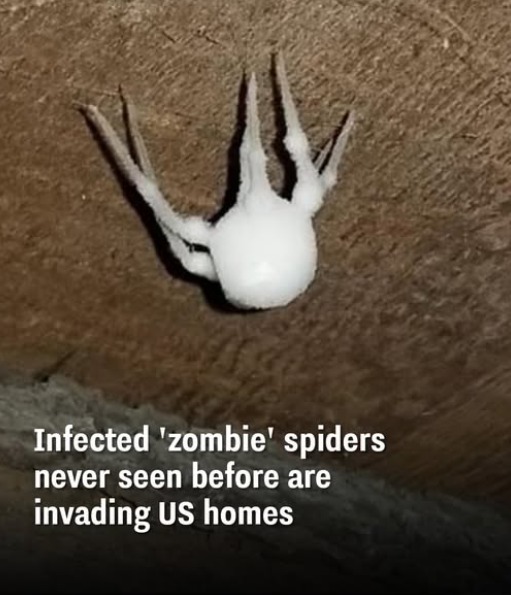 Strange ‘Zombie’ Fungus Turns Spiders Into Unseen Invaders in US Homes
