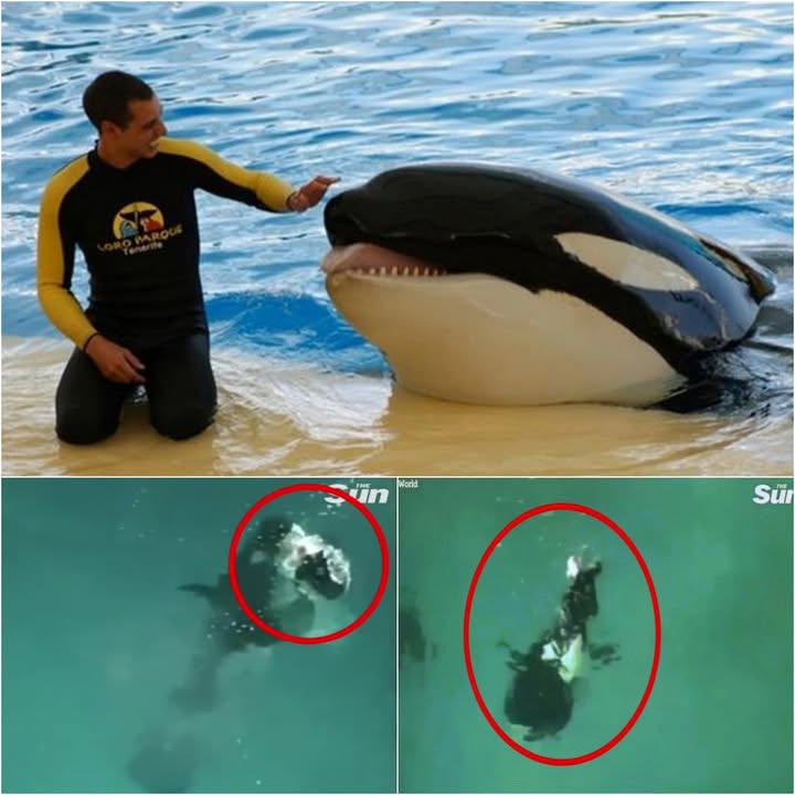 Tragic Orca Attacks on Trainers Reveal Dark Side of Marine Parks