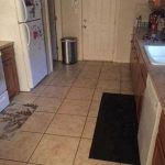 The Great Kitchen Canine Caper: Can You Spot the Hidden Dog?