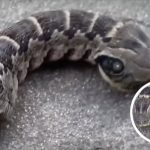 The Mysterious “Two-Headed Snake” That Wasn’t