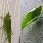 The Leafhopper: A Messenger from Nature