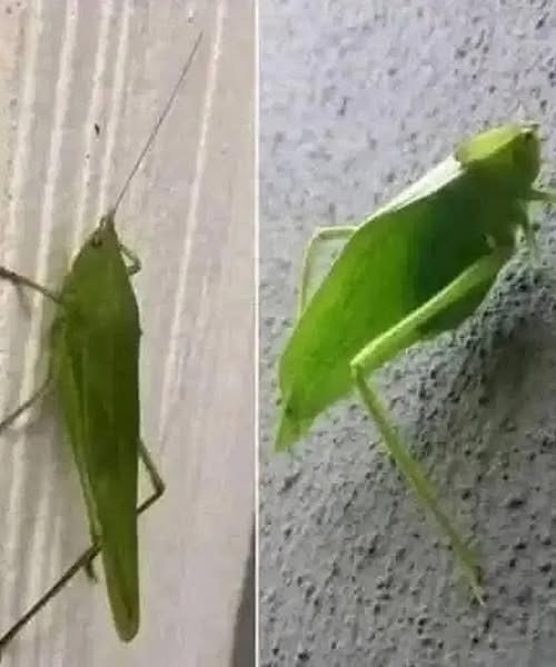 The Leafhopper: A Messenger from Nature