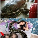 Beloved Python’s Ultrasound Reveals Startling Truth to Owner