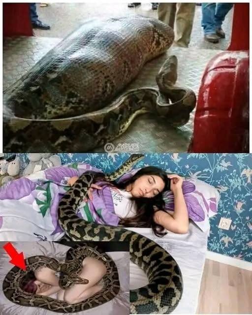 Beloved Python’s Ultrasound Reveals Startling Truth to Owner