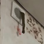 This morning, I saw something strange hanging from the ventilation. I approached to understand what it was and froze in terror: see what it really was.