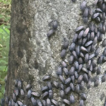Today I found these strange grey larks on a tree: I came closer and noticed that they were moving