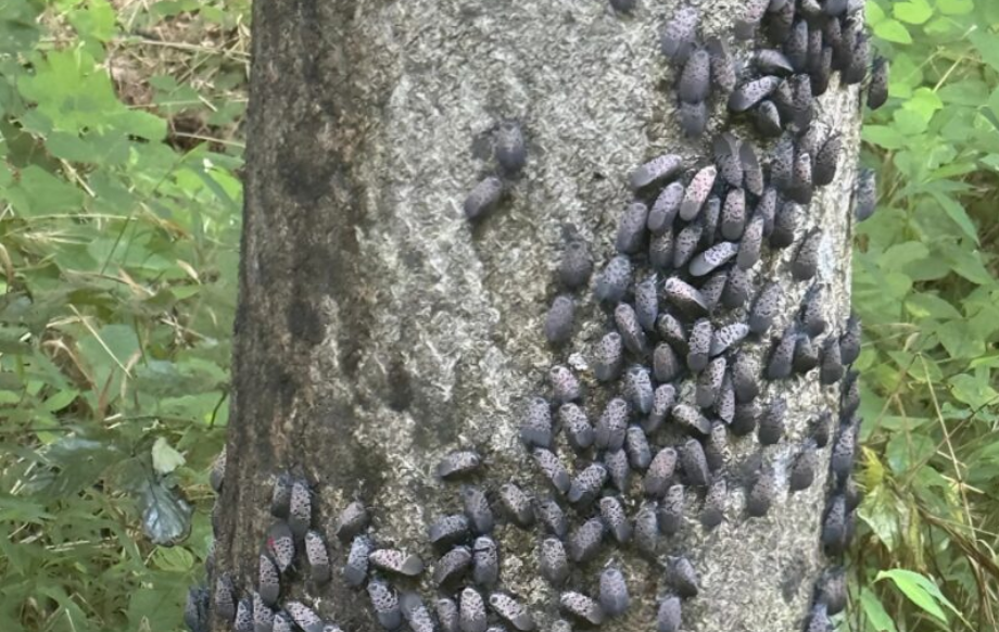 Today I found these strange grey larks on a tree: I came closer and noticed that they were moving