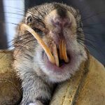 A Squirrel’s New Beginning: How One Woman’s Kindness Made All the Difference