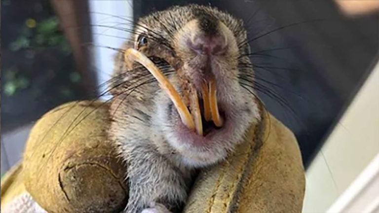 A Squirrel’s New Beginning: How One Woman’s Kindness Made All the Difference