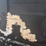 At first, it looked like a dried-up plant, but then it started to grow. When I realized what it really was, I was terrified. See the truth…Interesting to know