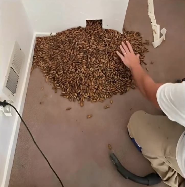 Unusual sounds coming from the house walls… what they found inside shocked everyone.