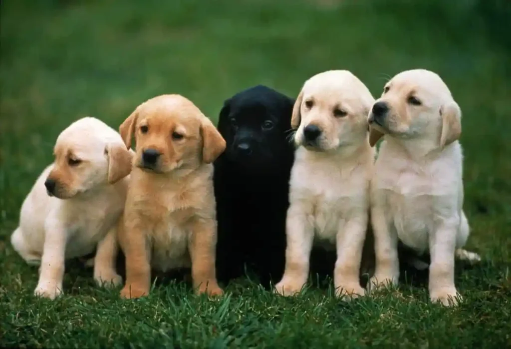 A Pit Stop for Gas Leads to an Unexpected Canine Rescue Mission