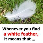 Uncovering the Symbolism of a White Feather