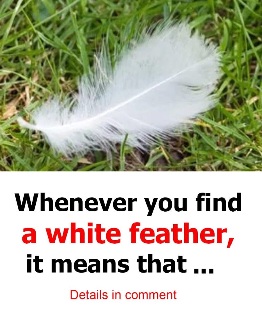 Uncovering the Symbolism of a White Feather