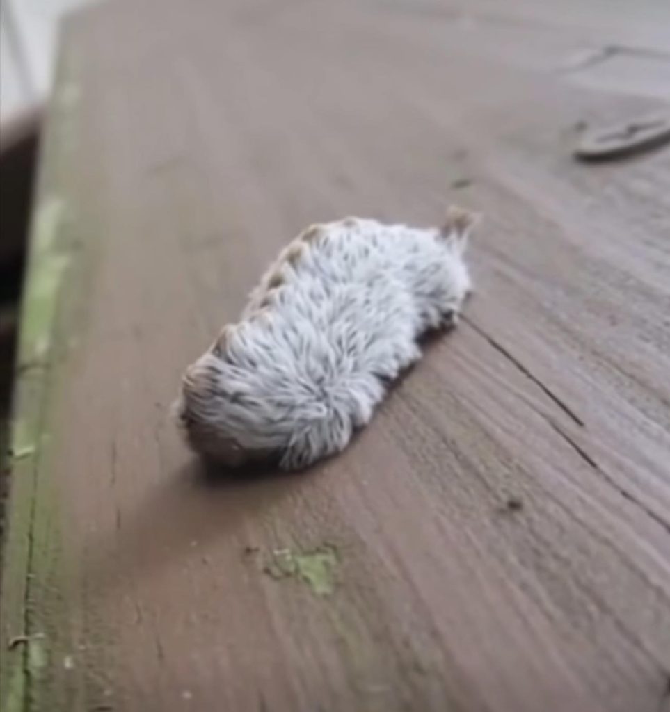 A Mother’s Instinct Saves Her Children From a Dangerous Furry Creature