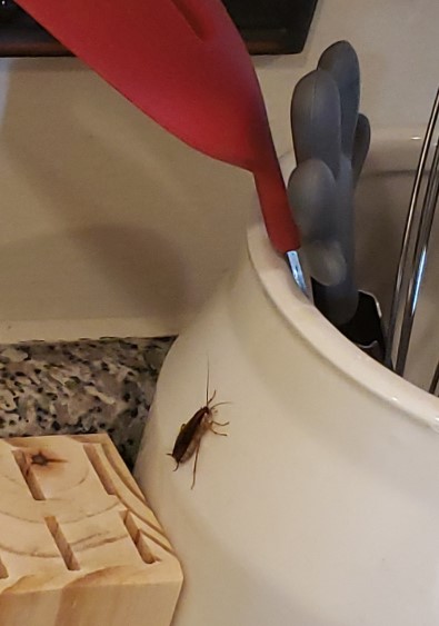 A cheap and simple method to keep these pests away from your home