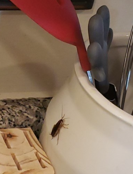 A Simple and Effective Way to Keep Cockroaches Away