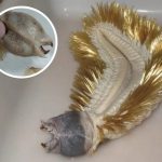 The Mysterious Marine Worm: A Deep-Sea Marvel