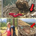 Young Hiker Disappears in Grand Teton, 11 Months Later, Ranger’s Discovery Unravels a Dark Truth