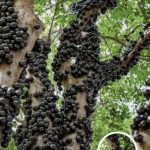 The Jabuticaba Tree: A South American Marvel