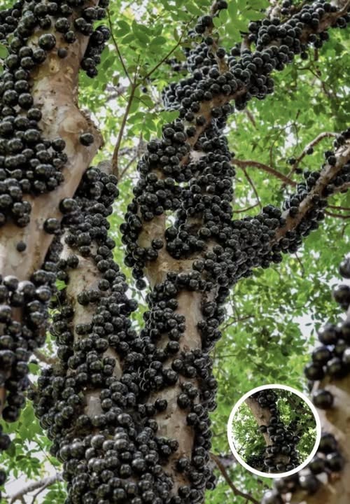 The Jabuticaba Tree: A South American Marvel