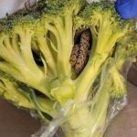 A Shocking Discovery in the Broccoli