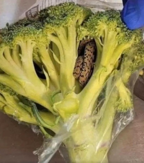 A Shocking Discovery in the Broccoli