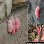 The Unseen Threat of Subcutaneous Parasitic Infections