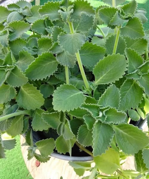 The Power of Oregano Tea: Unlocking its Health Benefits