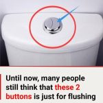 Two Buttons, Big Impact: What You Need to Know About Dual Flush Toilets