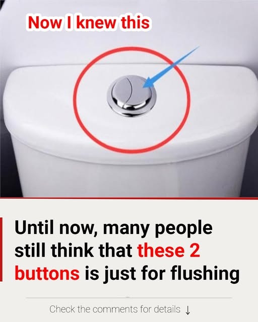 Two Buttons, Big Impact: What You Need to Know About Dual Flush Toilets