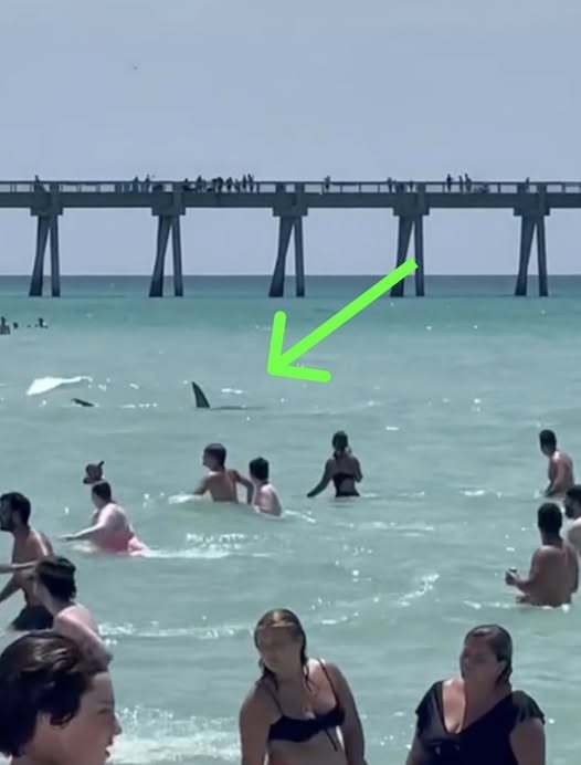 Shark Sighting at Florida Beach Raises Safety Concerns