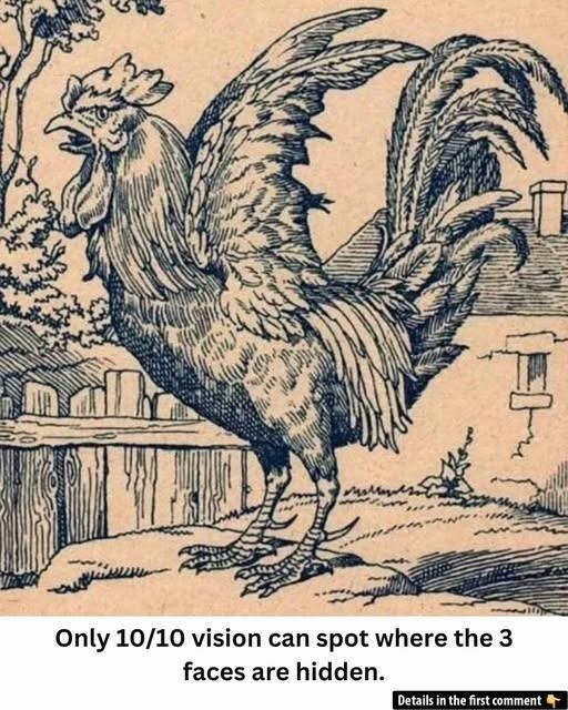 “Three Faces in One Rooster—Can You Spot Them All Before the Crow?”