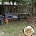 Test Your Eyesight: Can You Spot the Hidden Cat in This Backyard?