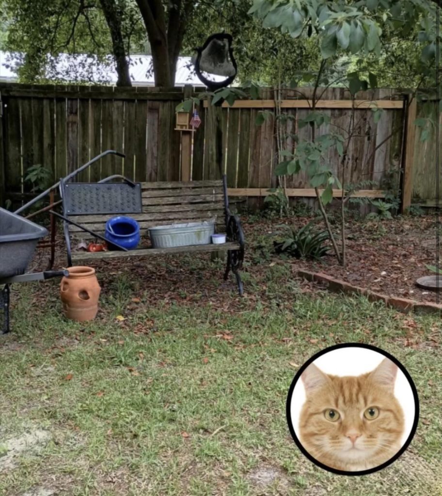 Test Your Eyesight: Can You Spot the Hidden Cat in This Backyard?
