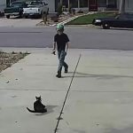 Boy approaches disabled cat – doesn’t realize the camera is recording his actions