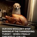 Our Dog Wouldn’t Stop Barking at the Thanksgiving Turkey — When I Finally Checked It, I Called the Police