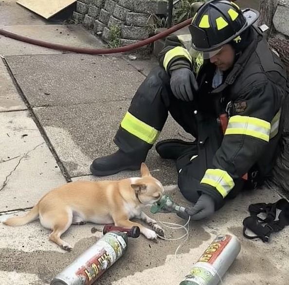 Through Smoke and Protocol—One Firefighter’s Crawl for Coco