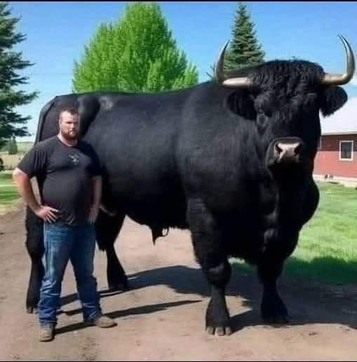 The $6,500 Peppermint-Powered Stud—How One Farmer’s Bull Went From Zero to Barnyard Hero
