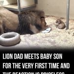 Touching Introduction of Lion Father Tobias to Baby Cub Tatu at Denver Zoo