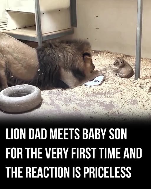 Touching Introduction of Lion Father Tobias to Baby Cub Tatu at Denver Zoo