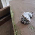 Mysterious Furry Visitor Spotted in Gwinnett County Park