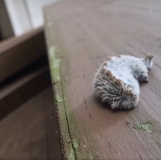 Mysterious Furry Visitor Spotted in Gwinnett County Park