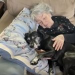 A Test of Character: How a Dog’s Collar Held a Grandmother’s Wisdom
