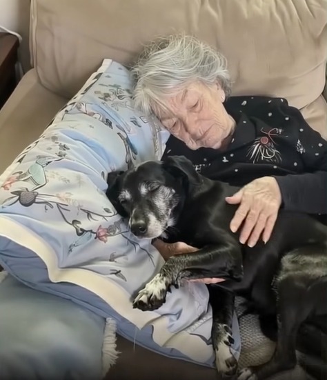 A Test of Character: How a Dog’s Collar Held a Grandmother’s Wisdom