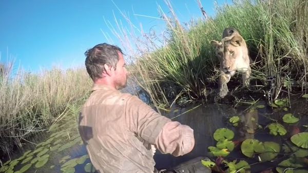 Kevin Richardson’s Emotional Reunion with Lion Meg Seven Years After Rescue
