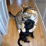 The Furry Hero Next Door: A Cat’s Unlikely Rescue Mission